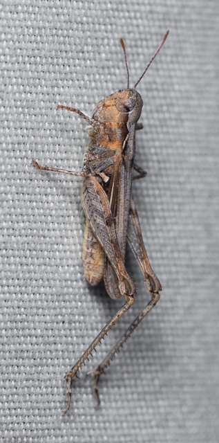 Myrmeleotettix antennatus - homoki bunkóscsápúsáska