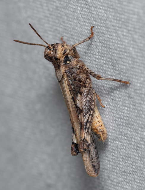 Acrotylus insubricus - önbeásósáska