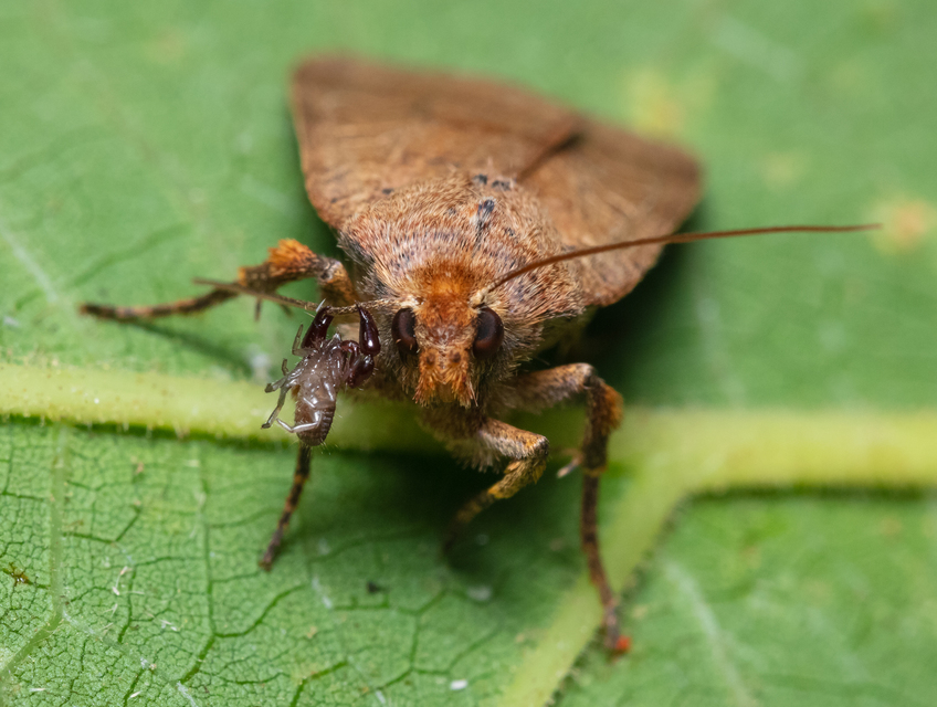 Pseudoscorpionida - Álskorpiók