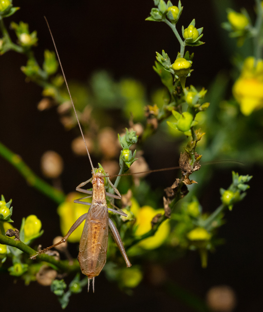Oecanthus pellucens - pirregőtücsök