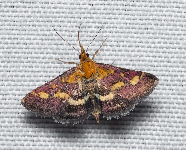 Pyrausta purpuralis - közönséges bíbormoly