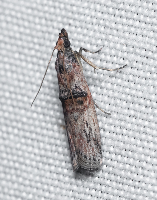 Nephopterix angustella - kecskerágó-karcsúmoly