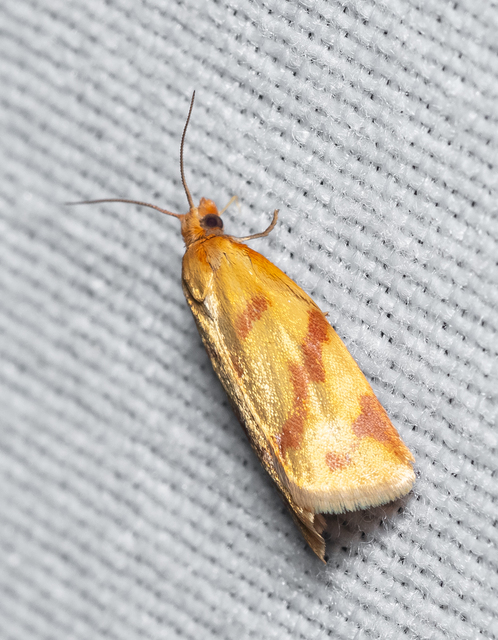 Clepsis pallidana - aranysárga sodrómoly