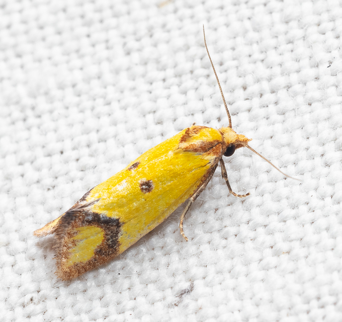 Agapeta zoegana - barnacsíkos sárgamoly