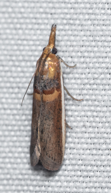 Etiella zinckenella - akácmoly
