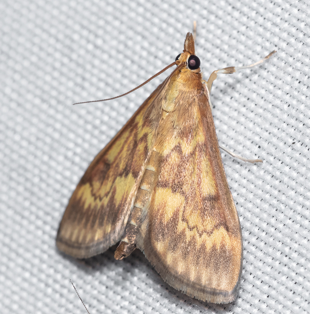Ostrinia nubilalis - kukoricamoly