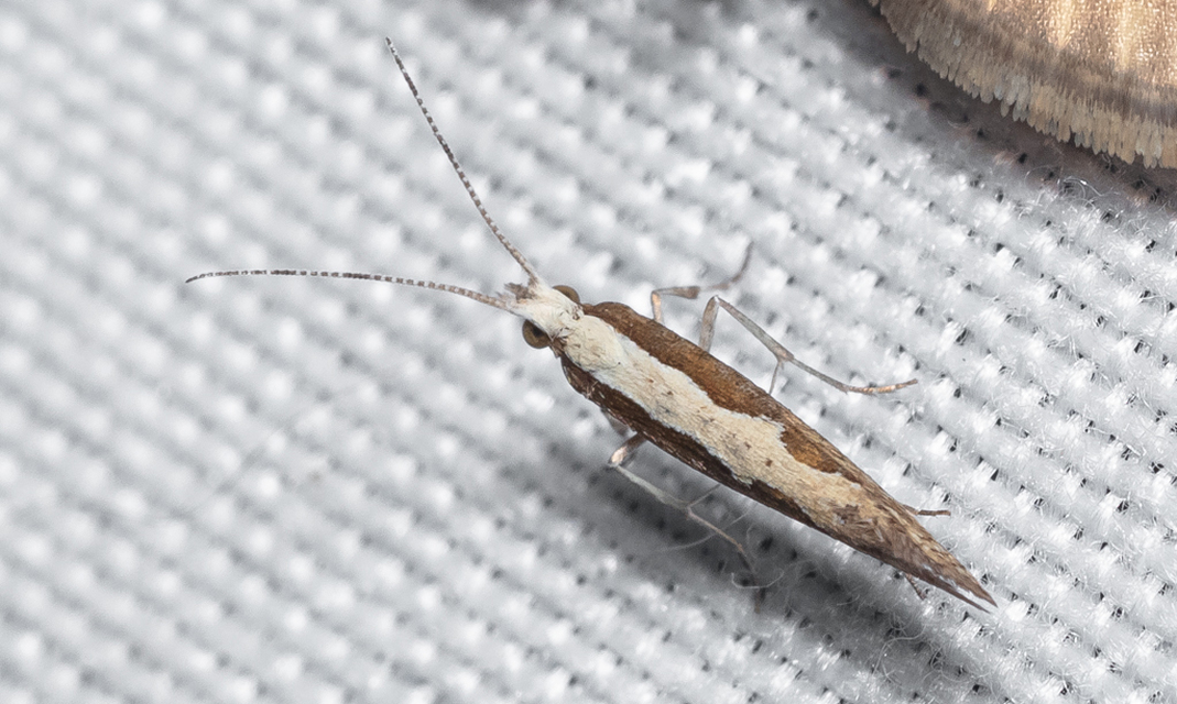 Plutella xylostella - káposztamoly