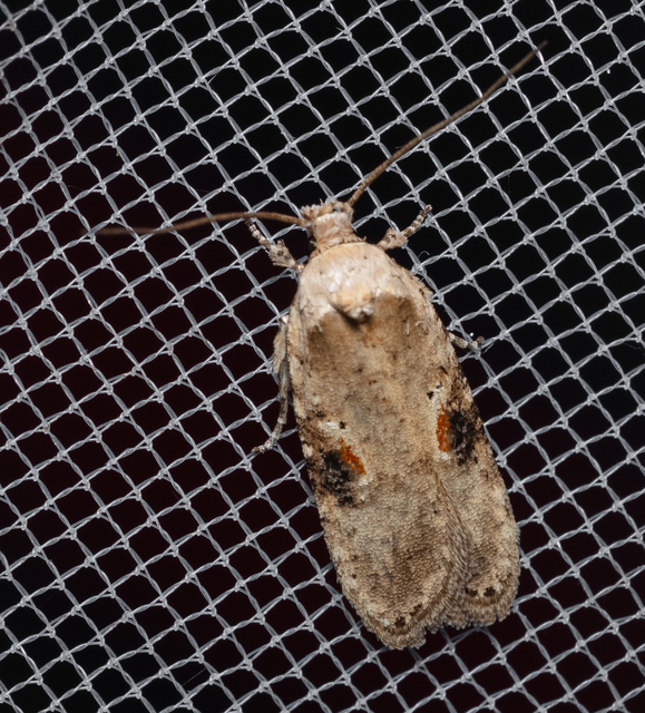 Agonopterix alstromeriana - bürök-laposmoly