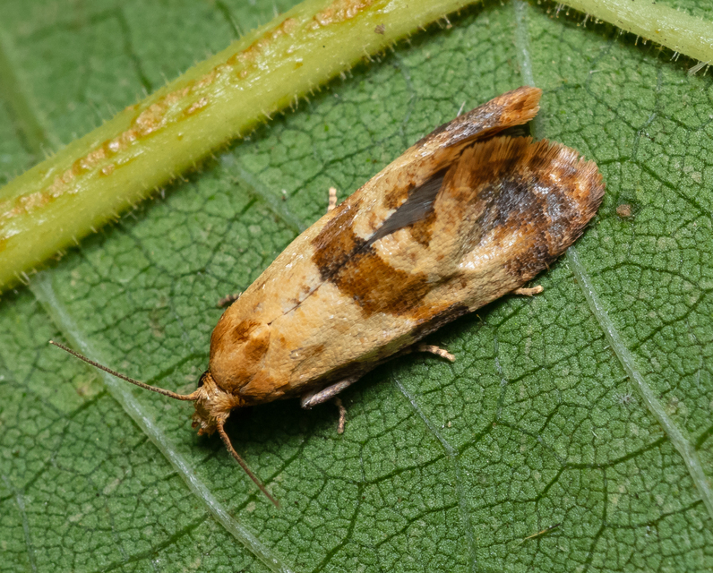 Phalonidia contractana - pipitér-fúrómoly