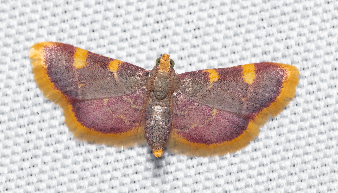 Hypsopygia costalis - szénailonca