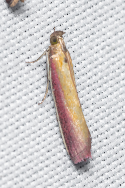 Oncocera semirubella - lucernamoly