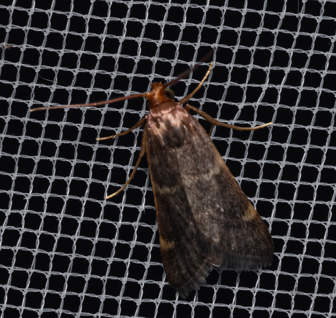 Pyralis perversalis - pusztai fényilonca Pyralis perversalis - pusztai fényilonca