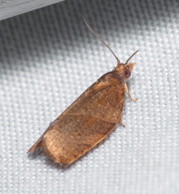 Tortricinae