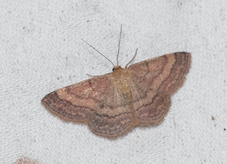 Scopula rubiginata - réti pirosaraszoló