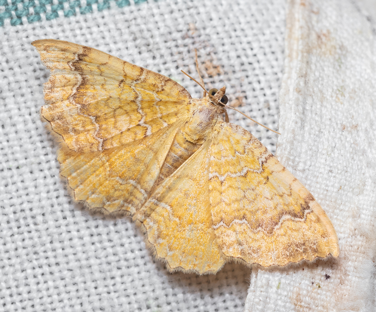 Camptogramma bilineata - kétvonalas sávosaraszoló