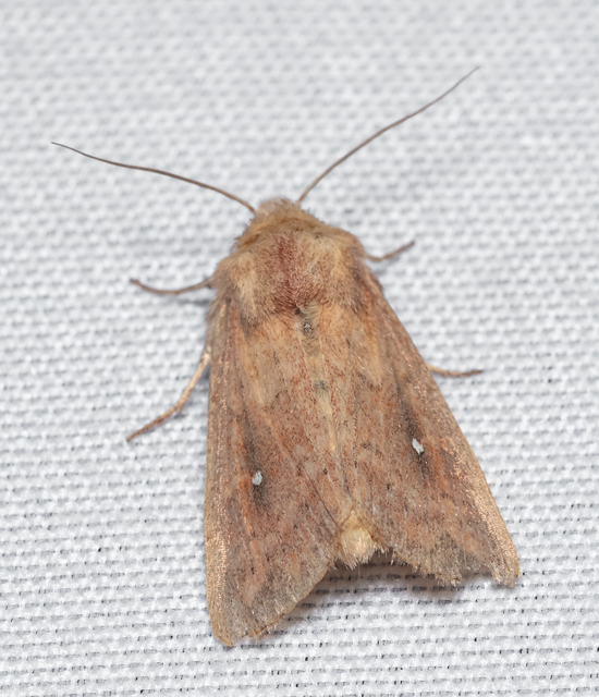 Mythimna albipuncta - fehérpettyes rétibagoly