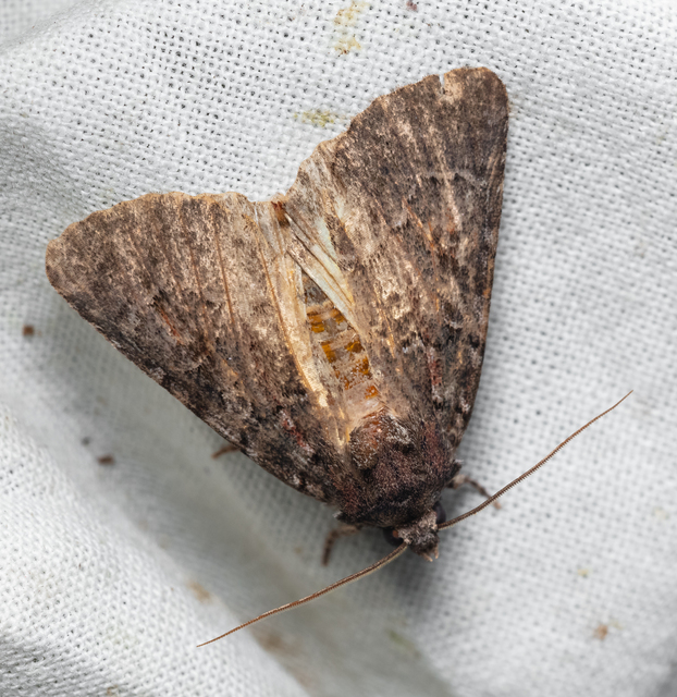 Thalpophila matura - fakó erdeibagoly