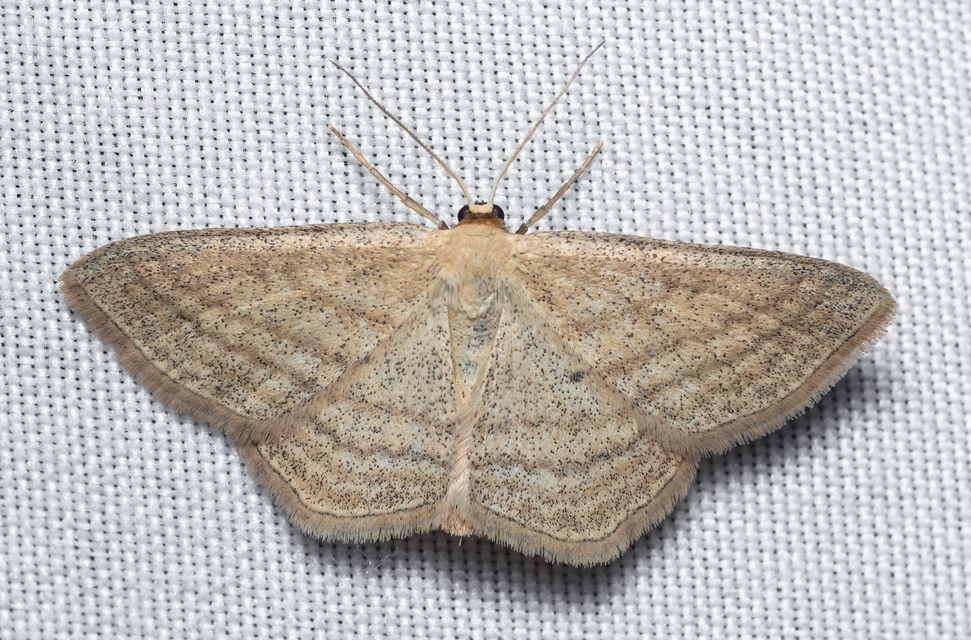 Scopula virgulata - vesszős sávosaraszoló
