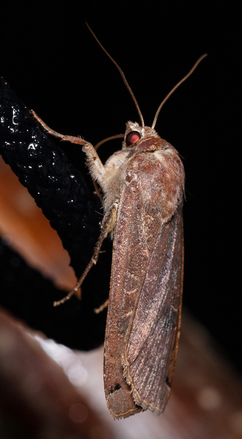 Noctua pronuba - nagy sárgafűbagoly