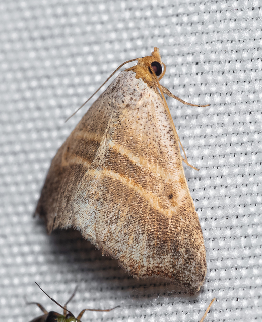 Laspeyria flexula - zuzmóbagoly