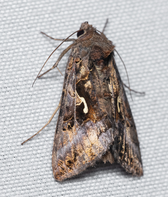 Autographa gamma - gammalepke