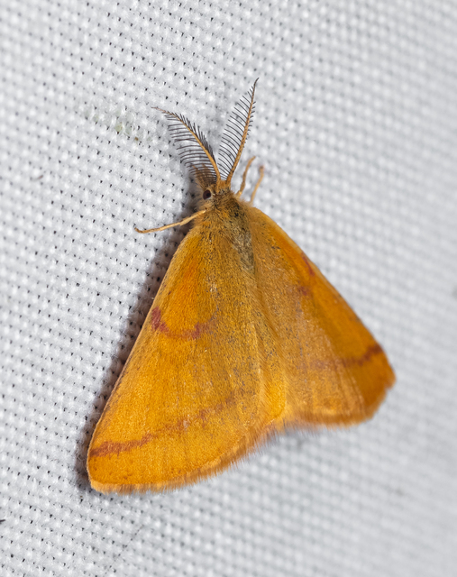Lythria purpuraria - bíborsávos araszoló