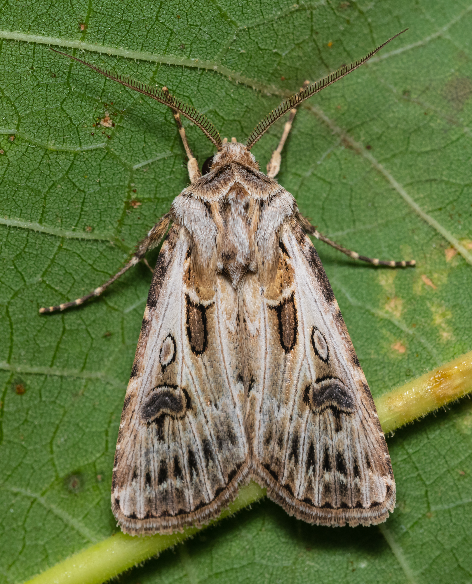 Agrotis vestigialis - őszi földibagoly