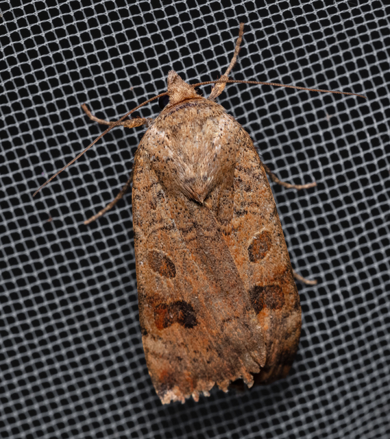 Noctua interposita - köztes sárgafűbagoly