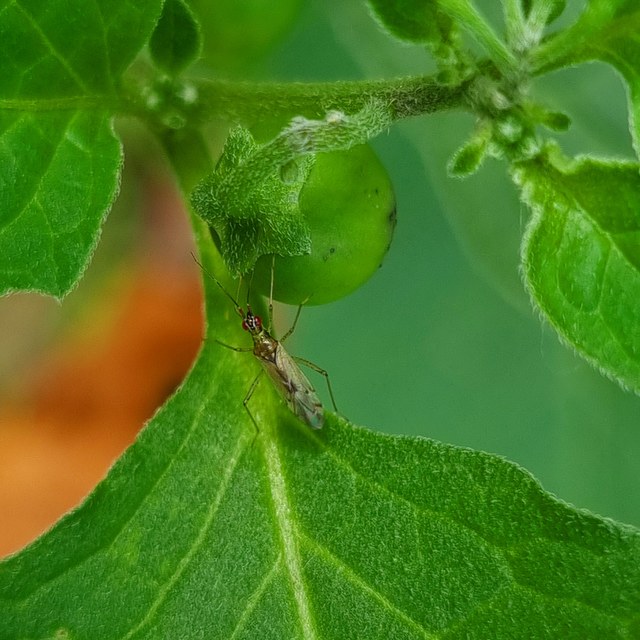 Dicyphus