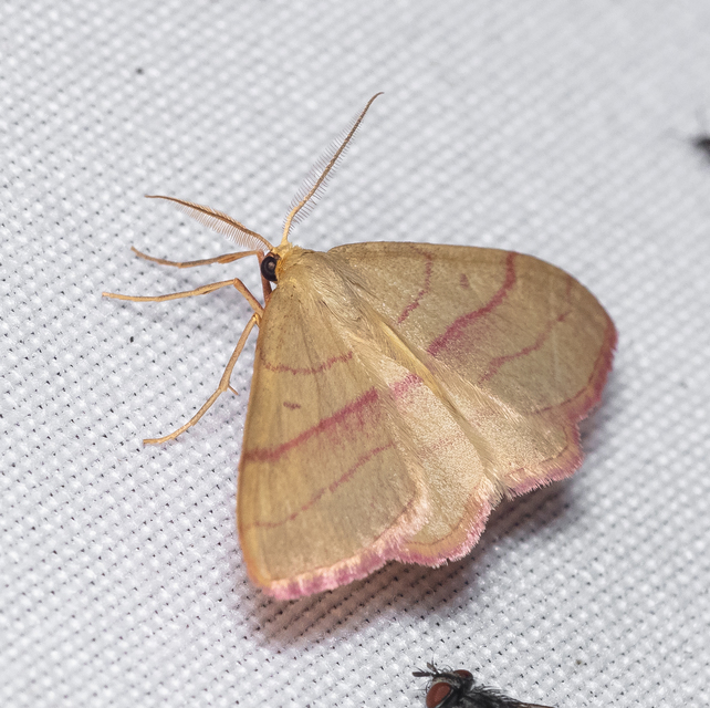 Rhodostrophia vibicaria - pirosszélű araszoló