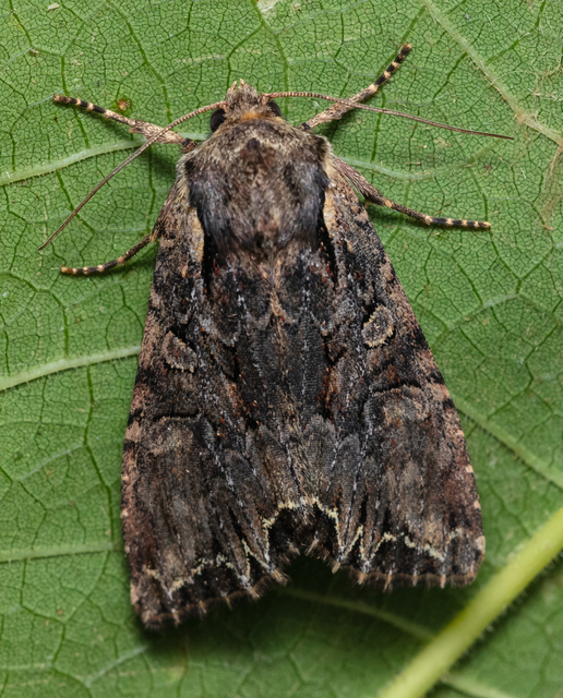 Lacanobia thalassina - borbolya-kertibagoly