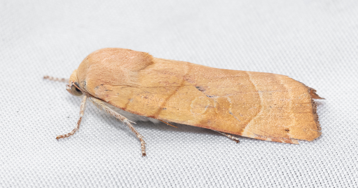 Noctua fimbriata - szélessávú sárgafűbagoly