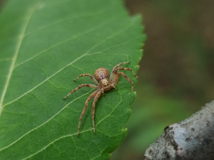 Philodromus