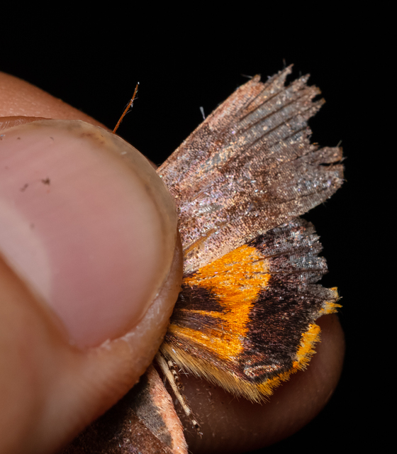 Noctua janthe/janthina