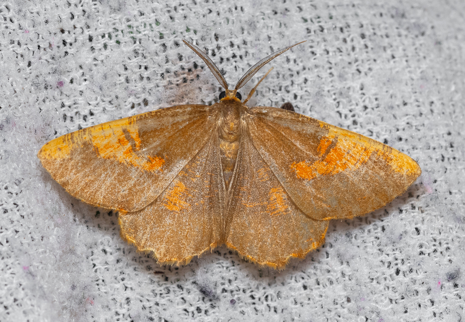 Angerona prunaria - sárga kökényaraszoló