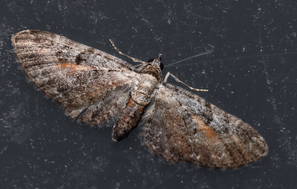 Eupithecia icterata - rozsdafoltos törpearaszoló