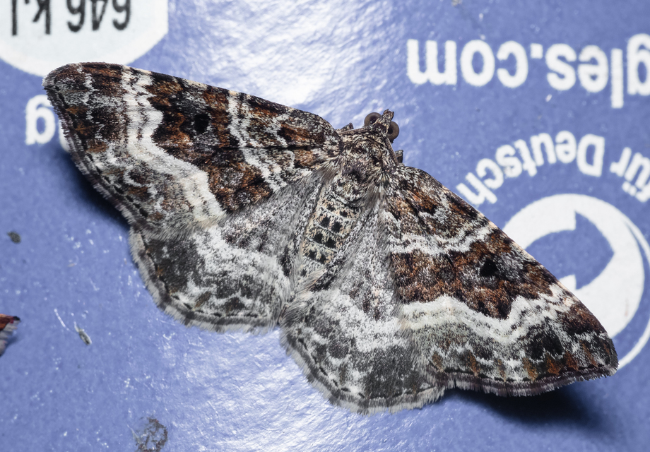 Epirrhoe alternata - galaj-tarkaaraszoló