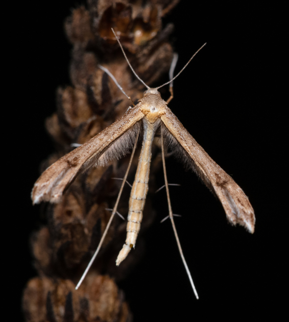 Pterophoridae - tollasmolyfélék