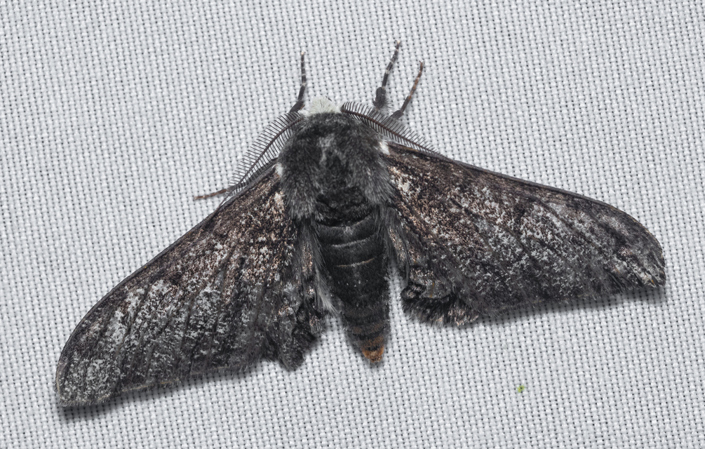 Biston betularia - szürkepettyes araszoló