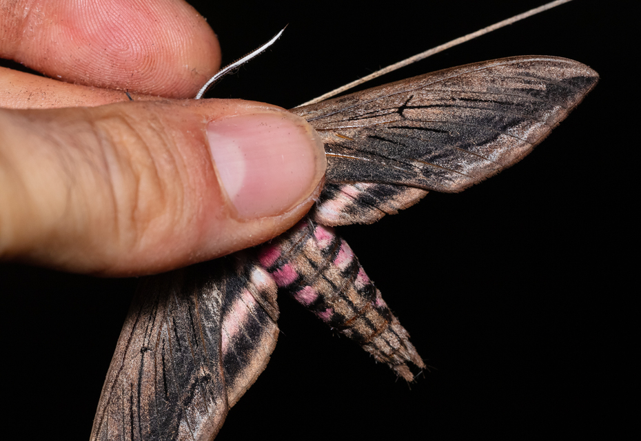 Sphinx ligustri - fagyalszender