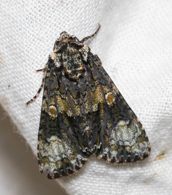 Craniophora ligustri - fagyalbagoly