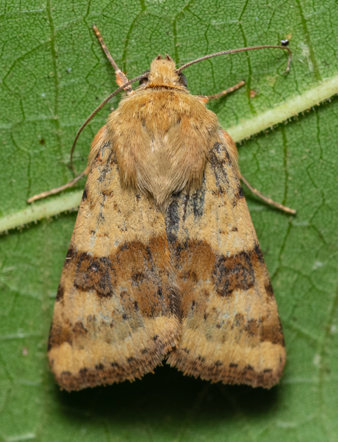 Heliothis viriplaca - mácsonyabagoly