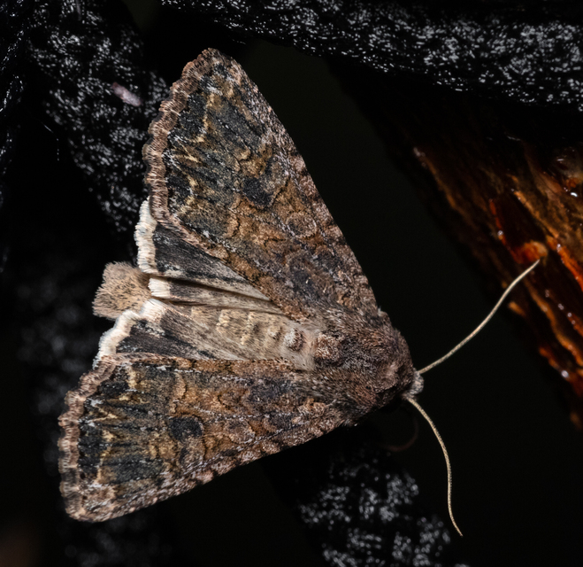 Hadula trifolii - lóherebagoly