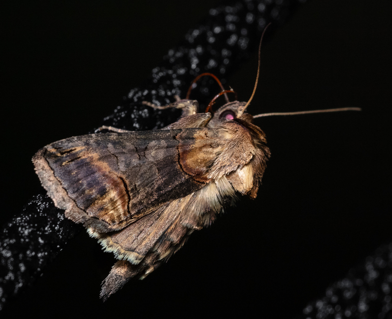 Abrostola triplasia - közönséges csalánbagoly