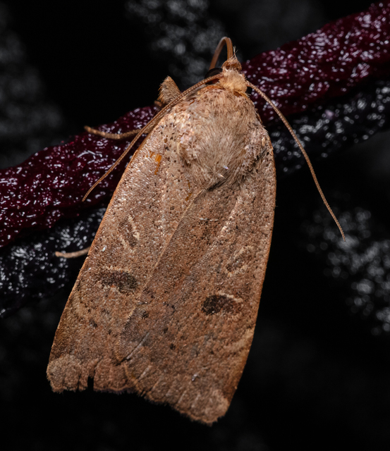 Noctua comes - kis sárgafűbagoly