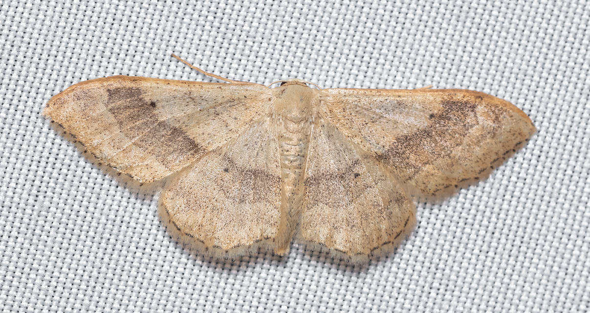 Idaea aversata - nagy sávosaraszoló