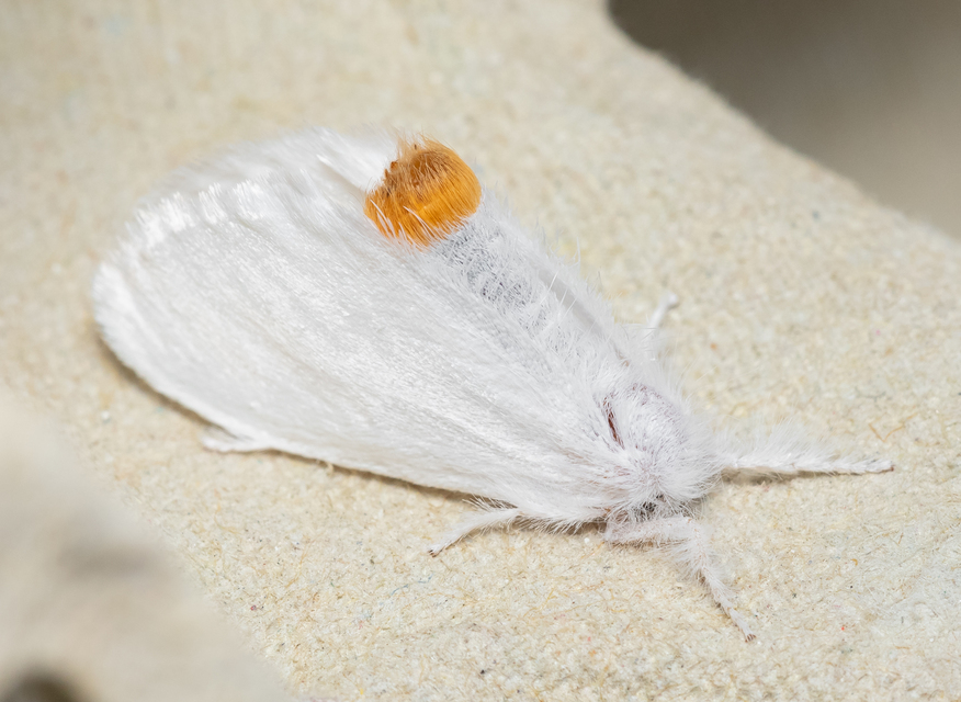 Sphrageidus similis - sárgafarú szövő