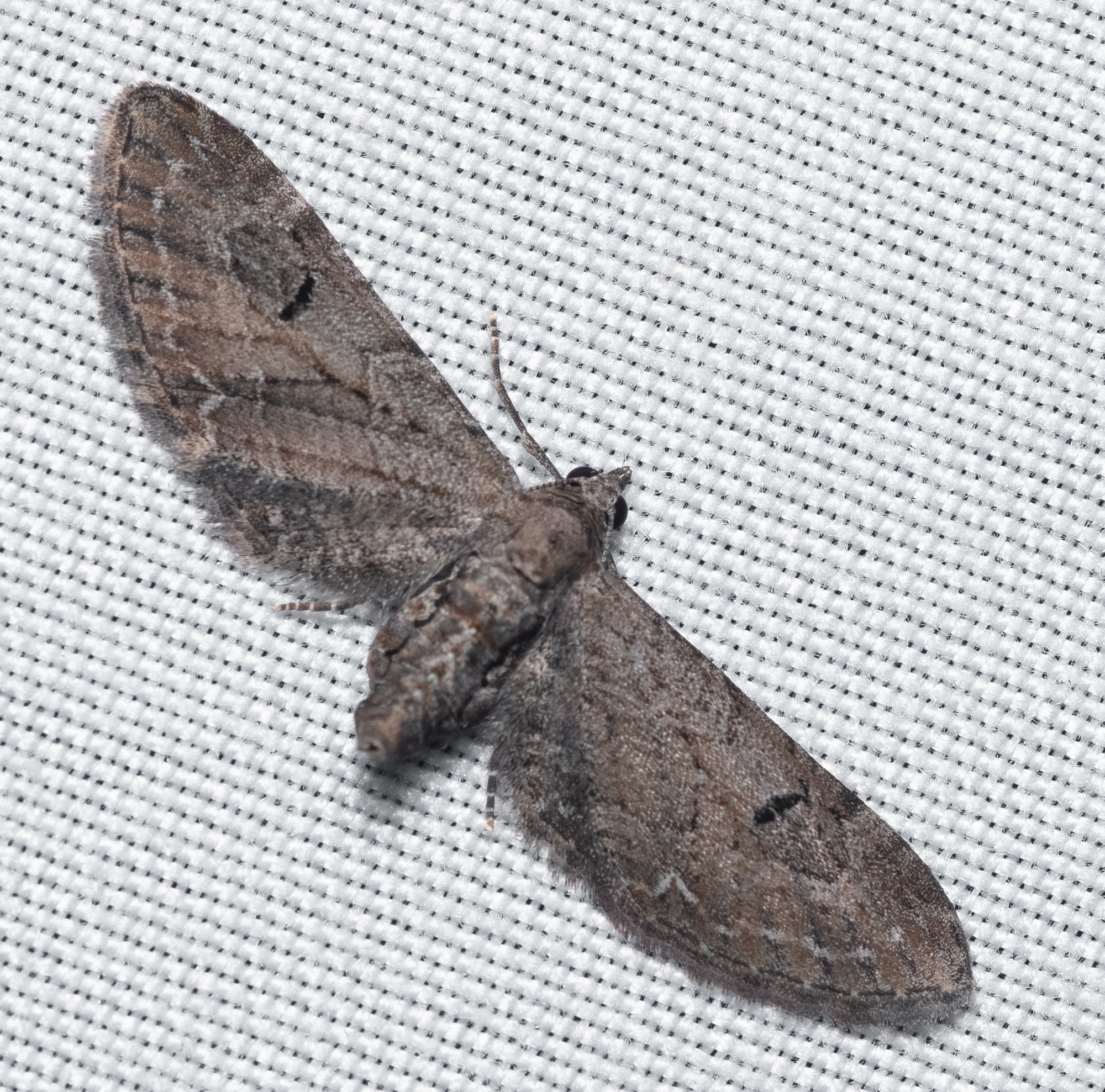 Eupithecia innotata - hegyesszárnyú törpearaszoló