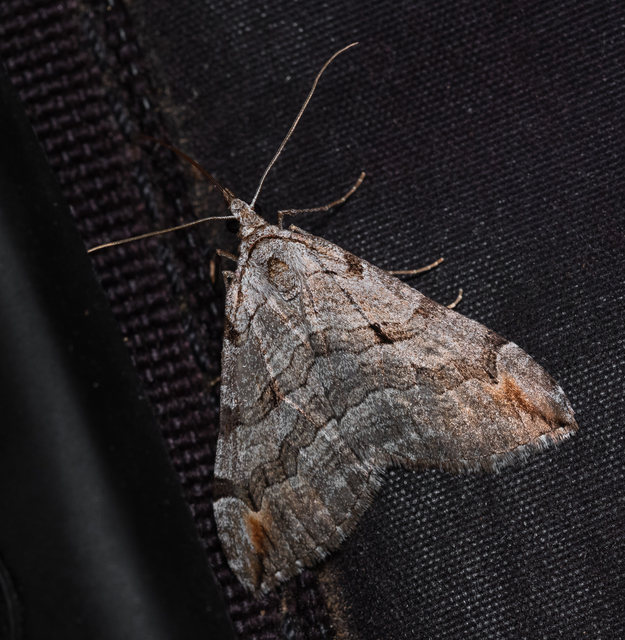 Aplocera plagiata - szürke csíkosaraszoló