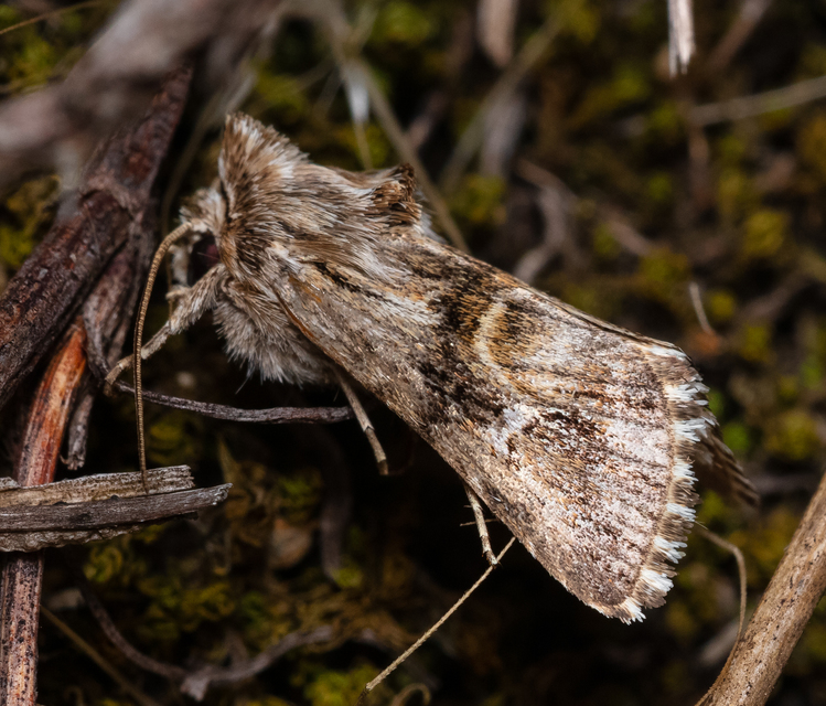 Calophasia lunula - gyújtoványfű-apróbagoly